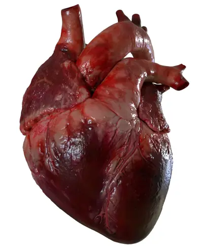 Modelo 3D — Coração