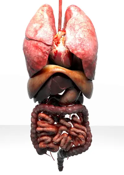 Modelo 3D — Órgãos internos